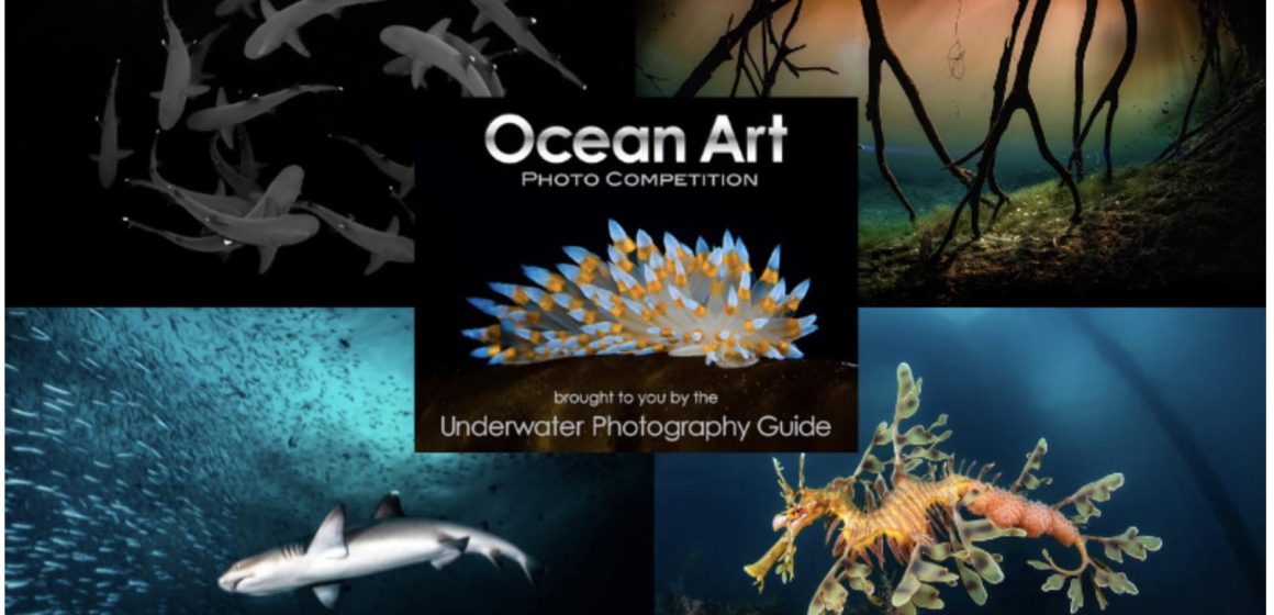 Screenshot Premios a la excelencia en la fotografía submarina y a la responsabilidad de proteger el mar