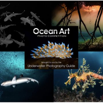 Premios a la excelencia en la fotografía submarina y a la responsabilidad de proteger el mar