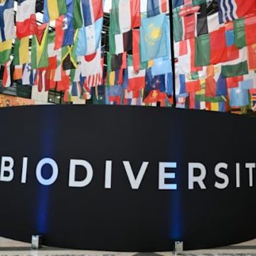 Un acuerdo en el último minuto salva la COP16 aunque buena parte de la financiación dependerá del sector privado