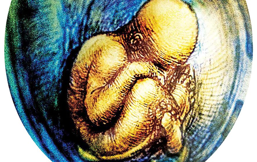 embrio Aún falta pelo para el moño