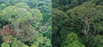 Sobrevive árbol a rayos y los convierte en su arma secreta para dominar el bosque