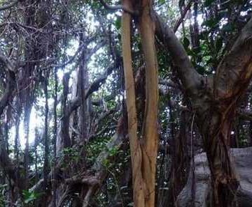 Bosques tropicales del mundo, amenazados por pandemia de lianas, señala estudio