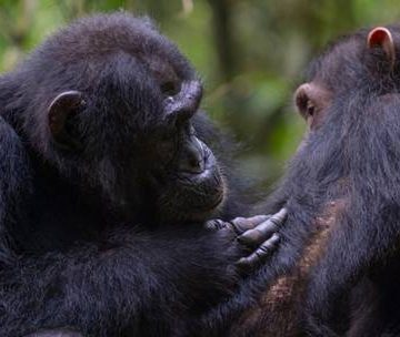 Los chimpancés no sólo curan sus heridas sino que prestan primeros auxilios a otros