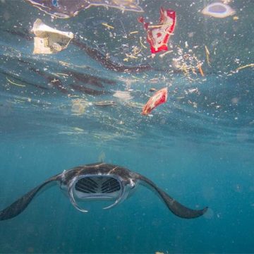 A propósito de la Conferencia de Naciones Unidas sobre los Océanos: La avaricia contra el clima, nuestra salud y nuestro futuro
