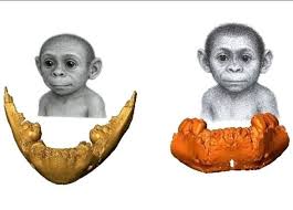Mandíbulas de bebés antiguas esclarecen origen del género humano
