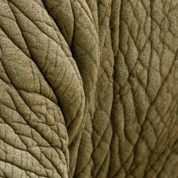 elefante En fotos, texturas sorprendentes del reino animal
