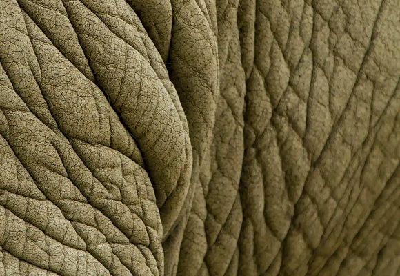 En fotos, texturas sorprendentes del reino animal