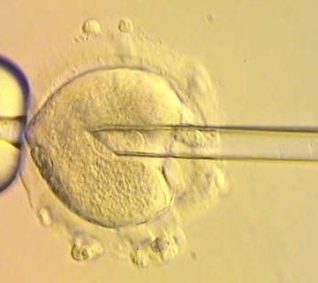 in vitgro Mediante donación mitocondrial, nacen ocho bebés sin enfermedades hereditarias