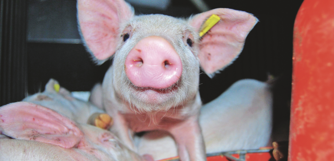 Captura de pantalla 2025-09-18 a la(s) 9.45.33 a. m. De animales mágicos a fuerzas en disputa: palabras que ausentan vidas