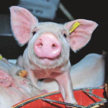 Captura de pantalla 2025-09-18 a la(s) 9.45.33 a. m. De animales mágicos a fuerzas en disputa: palabras que ausentan vidas