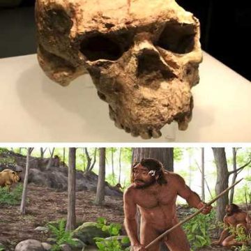Cráneo de un millón de años hallado en China rescribe la cronología humana