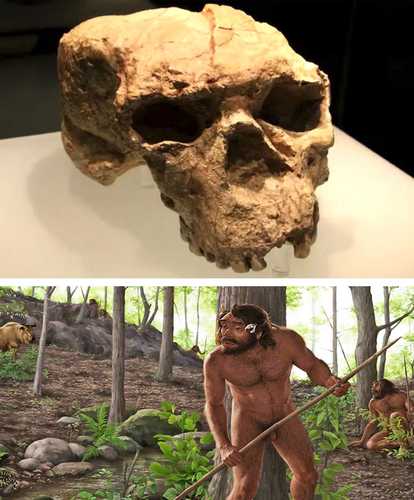 cráneo Cráneo de un millón de años hallado en China rescribe la cronología humana
