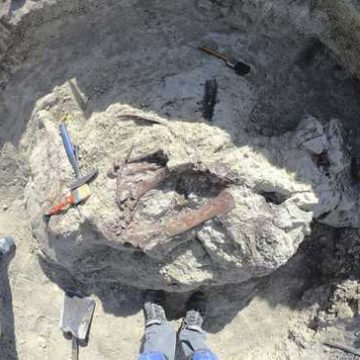 Descubren fósil de nuevo dinosaurio de enormes y poderosas garras en Argentina