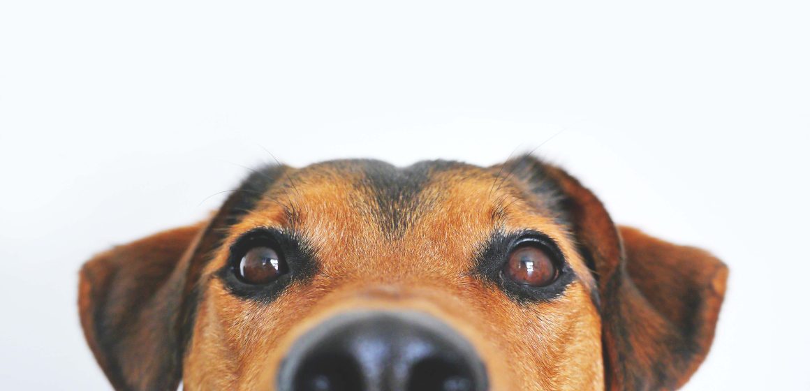 Más que mascotas, las familias interespecies