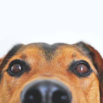 sweet-view-dog-cute-pet-portrait-1072034-pxhere.com Más que mascotas, las familias interespecies