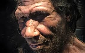 Fósil aporta nueva luz sobre la forma facial de los neardentales y sus adaptaciones al frío
