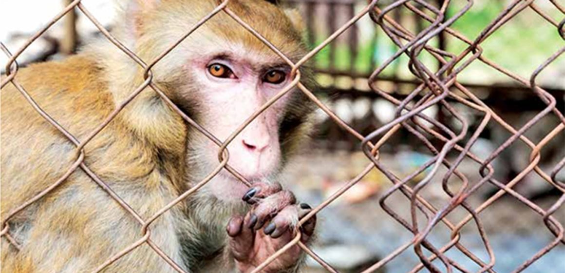 monito@2x El especismo vuelve a atacar