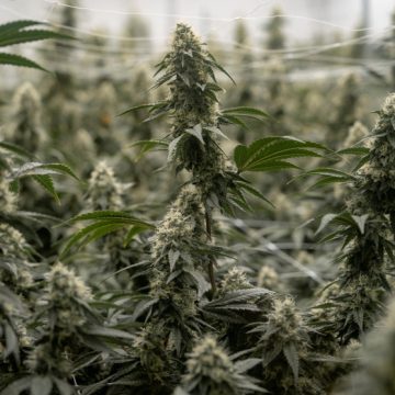 EEUU reclasifica la marihuana como una droga de menor riesgo para fomentar su uso terapéutico