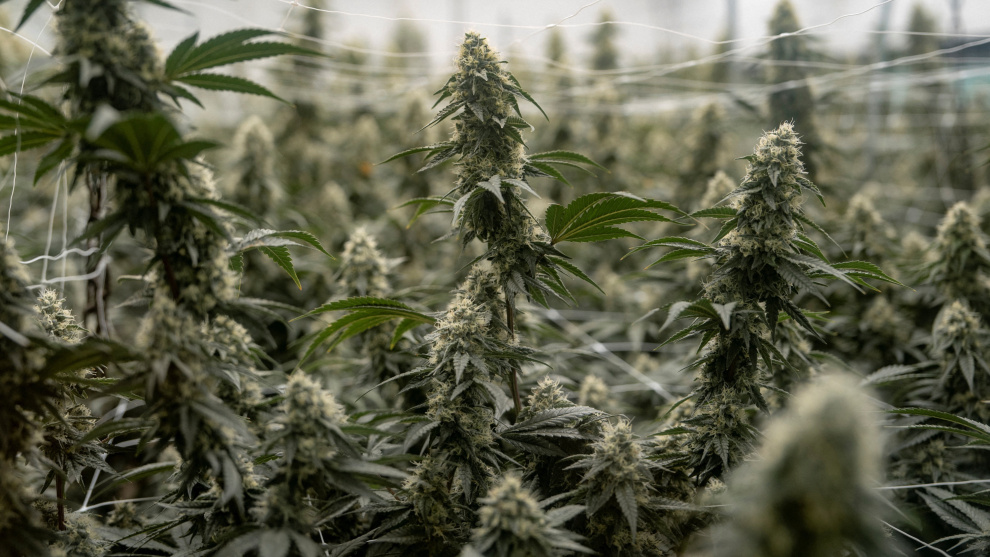 marihuanba EEUU reclasifica la marihuana como una droga de menor riesgo para fomentar su uso terapéutico