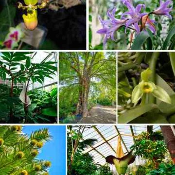 Bellezas en riesgo de extinción