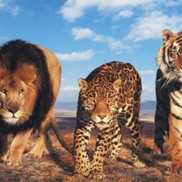 Captura de Pantalla 2026-08-15 a la(s) 1.49.31 p. m. De leopardos, tigres, y otros felinos filofascistas