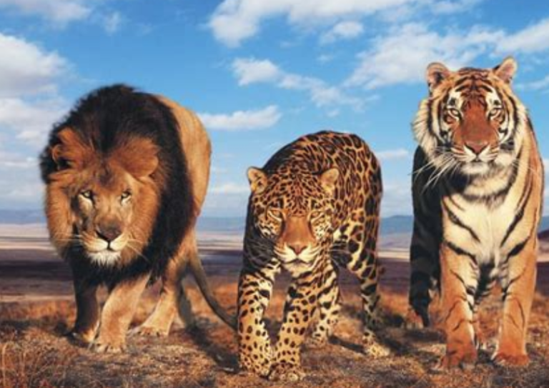 De leopardos, tigres, y otros felinos filofascistas