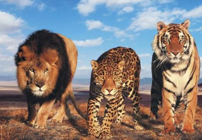 Captura de Pantalla 2026-08-15 a la(s) 1.49.31 p. m. De leopardos, tigres, y otros felinos filofascistas
