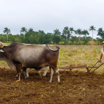 Estados Unidos apunta ahora al suministro de alimentos de Cuba