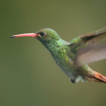 El mundo no está cumpliendo sus compromisos con la naturaleza