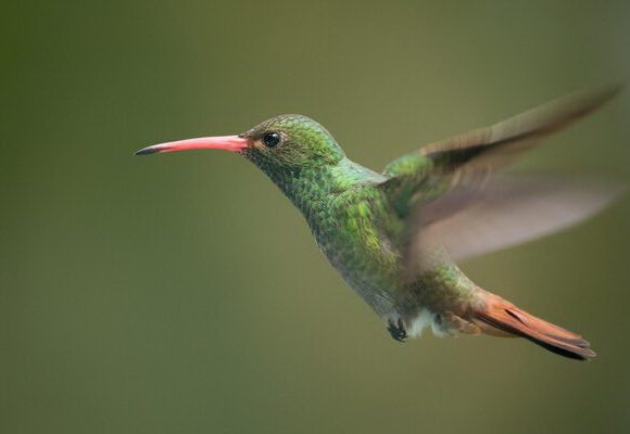 Naturaleza El mundo no está cumpliendo sus compromisos con la naturaleza