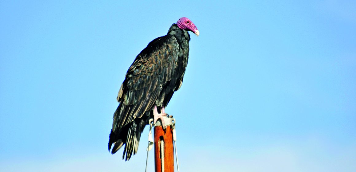 bird-wing-animal-wild-beak-eagle-654098-pxhere.com Buitre