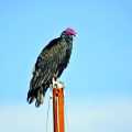 bird-wing-animal-wild-beak-eagle-654098-pxhere.com Buitre