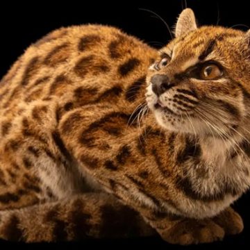 felino Un siglo después, la ciencia identifica una nueva especie de felino: ¿Qué escondía su ADN?