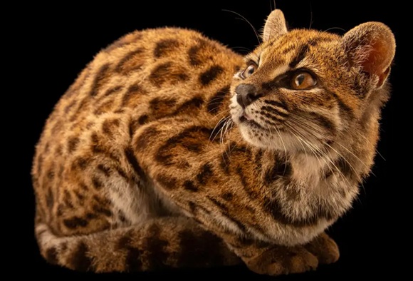 felino Un siglo después, la ciencia identifica una nueva especie de felino: ¿Qué escondía su ADN?