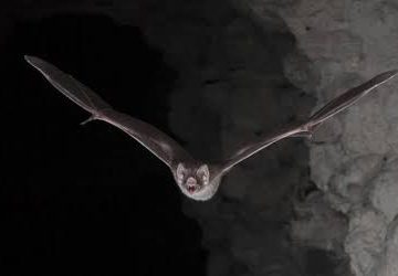 Científicos estudian secreto de la longevidad de los murciélagos