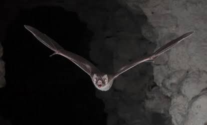murciélagos Científicos estudian secreto de la longevidad de los murciélagos