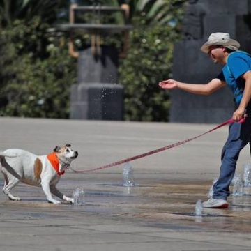 En humanos y perros pueden surgir formas similares de responder al habla