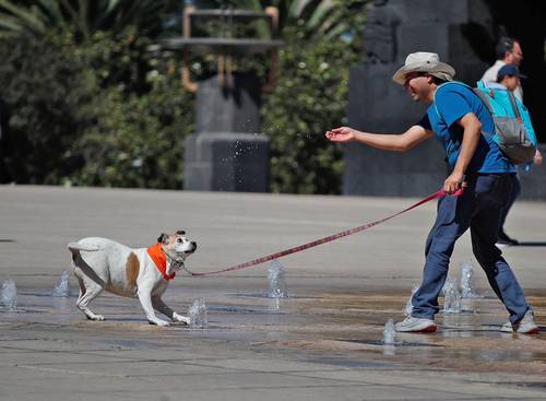 perros En humanos y perros pueden surgir formas similares de responder al habla