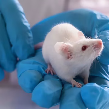 ratones Crearon ratones con neuronas humanas