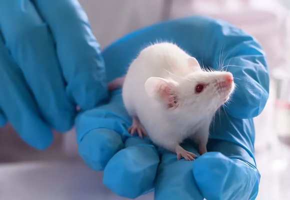 ratones Crearon ratones con neuronas humanas