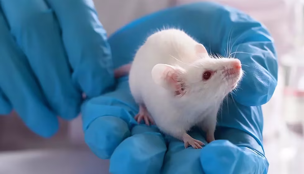 ratones Crearon ratones con neuronas humanas